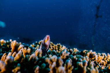 Moray eel Mooray lycodontis Kızıl Deniz 'de dalgalanma