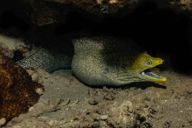 Moray eel Mooray lycodontis Kızıl Deniz 'de dalgalanma
