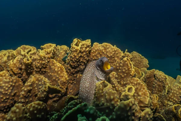 Morängel Mooray Lycodontis Undulatus Röda Havet — Stockfoto