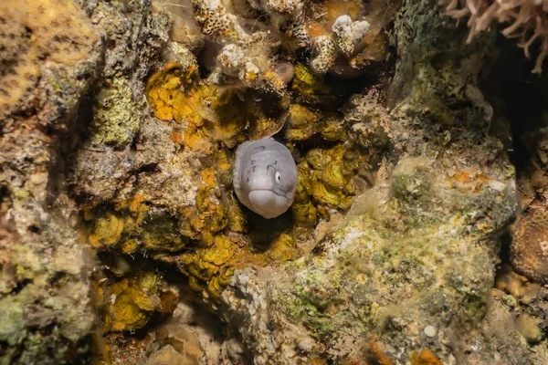 Moray Eel Mooray Lycodontis Undulatus Mar Rojo — Foto de Stock