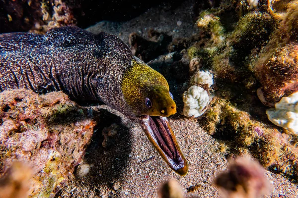 Moray Eel Mooray Lycodontis Undulatus Στην Ερυθρά Θάλασσα — Φωτογραφία Αρχείου