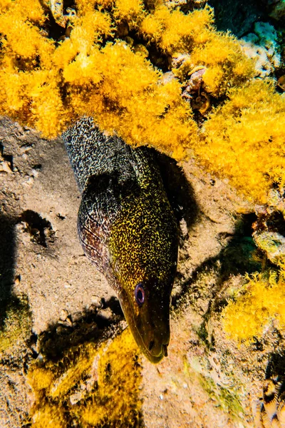 Moray Anguilla Mooray Lycodontis Undulatus Nel Mar Rosso — Foto Stock