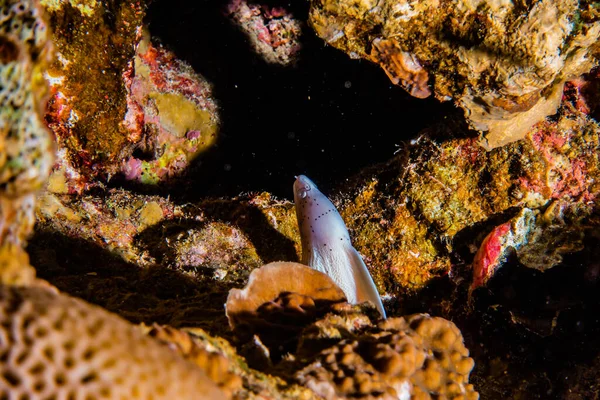 红海中的莫雷鳗鱼 Moray Eel Mooray Lycodontis Undulatus — 图库照片