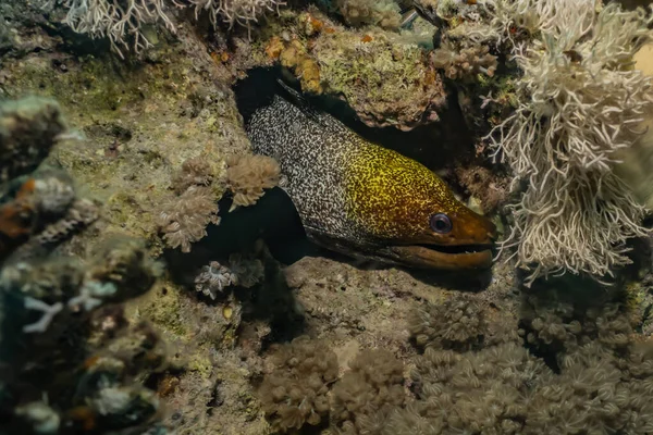 Moray Eel Mooray Lycodontis Undulatus Red Sea — 스톡 사진
