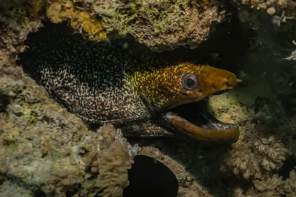 Moray Eel Mooray Lycodontis Undulatus Red Sea — 스톡 사진