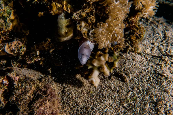 Moray Eel Mooray Lycodontis Undulatus Rode Zee — Stockfoto