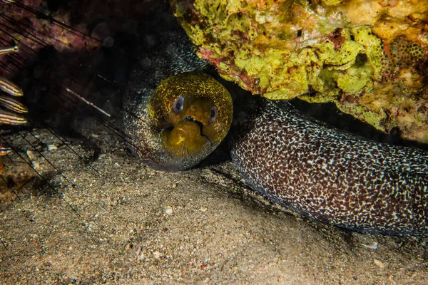 Moray Eel Mooray Lycodontis Undulatus Mar Rojo — Foto de Stock