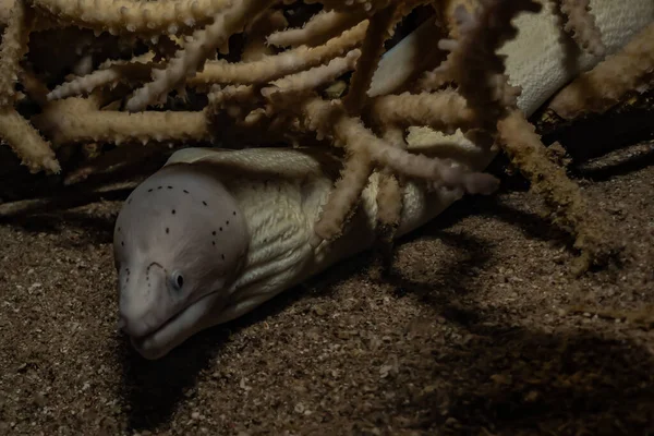 Moray Eel Mooray Lycodontis Kızıl Deniz Dalgalanma — Stok fotoğraf