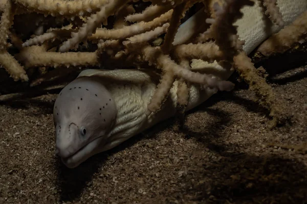 Moray Eel Mooray Lycodontis Undulatus Mar Rojo — Foto de Stock