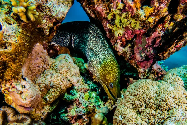 Mooray Lycodontis Undulatus Mar Vermelho — Fotografia de Stock