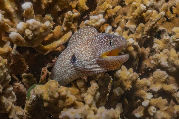 红海中的莫雷鳗鱼 Moray Eel Mooray Lycodontis Undulatus — 图库照片