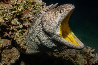 Moray eel Mooray lycodontis Kızıl Deniz 'de dalgalanma