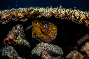 Moray eel Mooray lycodontis Kızıl Deniz 'de dalgalanma