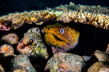 Moray eel Mooray lycodontis Kızıl Deniz 'de dalgalanma