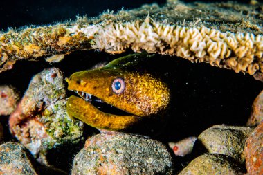 Moray eel Mooray lycodontis Kızıl Deniz 'de dalgalanma