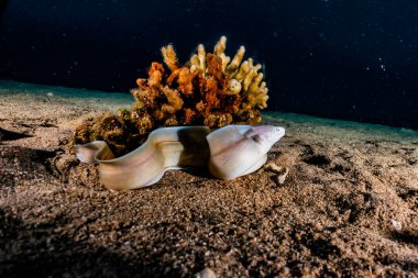 Moray eel Mooray lycodontis Kızıl Deniz 'de dalgalanma