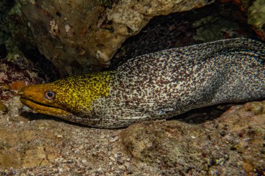 Moray eel Mooray lycodontis Kızıl Deniz 'de dalgalanma