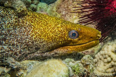 Moray eel Mooray lycodontis Kızıl Deniz 'de dalgalanma