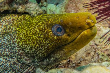 Moray eel Mooray lycodontis Kızıl Deniz 'de dalgalanma