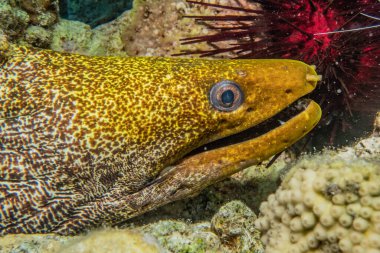 Moray eel Mooray lycodontis Kızıl Deniz 'de dalgalanma