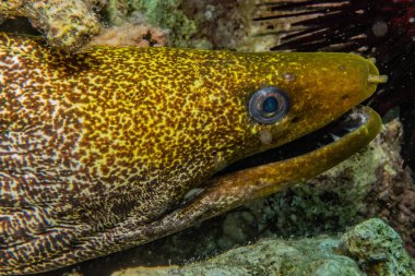 Moray eel Mooray lycodontis Kızıl Deniz 'de dalgalanma