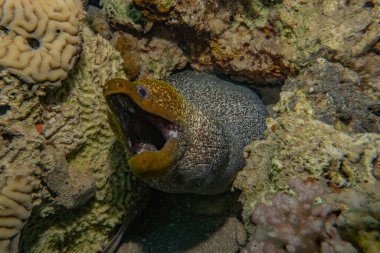 Moray eel Mooray lycodontis Kızıl Deniz 'de dalgalanma