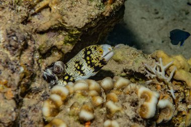 Moray eel Mooray lycodontis Kızıl Deniz 'de dalgalanma