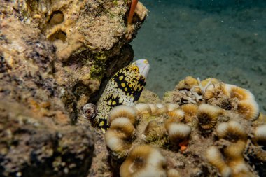 Moray eel Mooray lycodontis Kızıl Deniz 'de dalgalanma