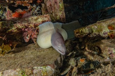 Moray eel Mooray lycodontis Kızıl Deniz 'de dalgalanma 