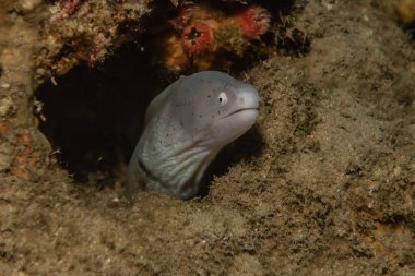 Moray eel Mooray lycodontis Kızıl Deniz 'de dalgalanma 