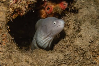Moray eel Mooray lycodontis Kızıl Deniz 'de dalgalanma 