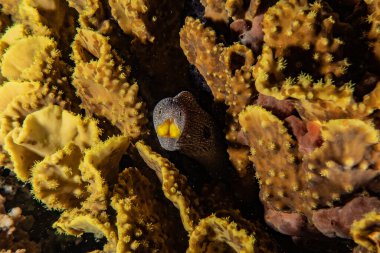 Moray eel Mooray lycodontis Kızıl Deniz 'de dalgalanma 