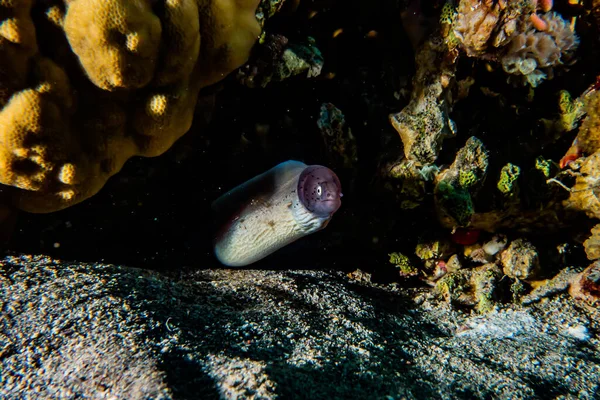 Moray Eel Mooray Lycodontis Undulatus Rode Zee — Stockfoto