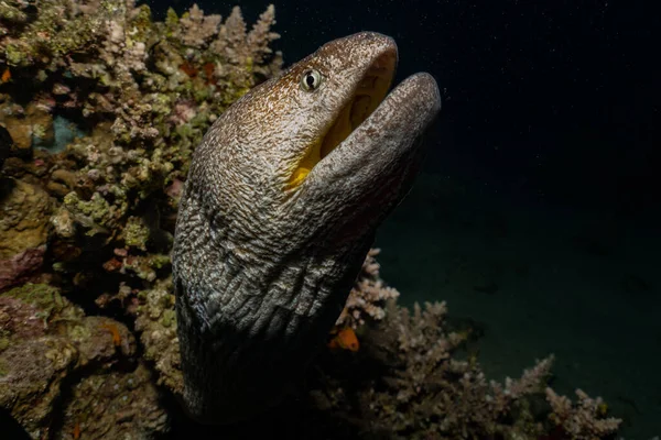 Moray Eel Mooray Lycodontis Undulatus Mar Rojo —  Fotos de Stock