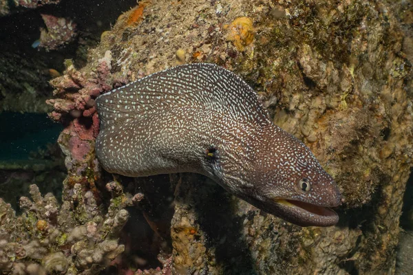 Moray Eel Mooray Lycodontis Undulatus Red Sea — Stock Photo, Image