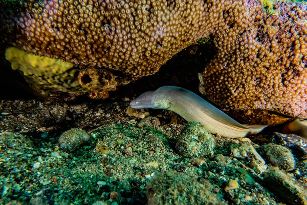 Moray Węgorz Mooray Lycodontis Undulatus Morzu Czerwonym — Zdjęcie stockowe