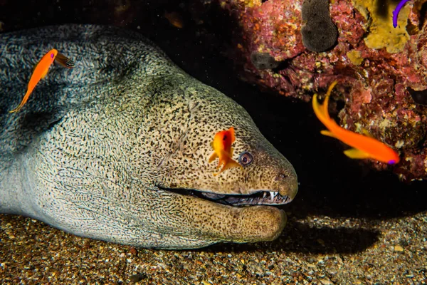 Moray eel Mooray lycodontis Kızıl Deniz 'de dalgalanma