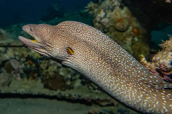 Moray Węgorz Mooray Lycodontis Undulatus Morzu Czerwonym — Zdjęcie stockowe