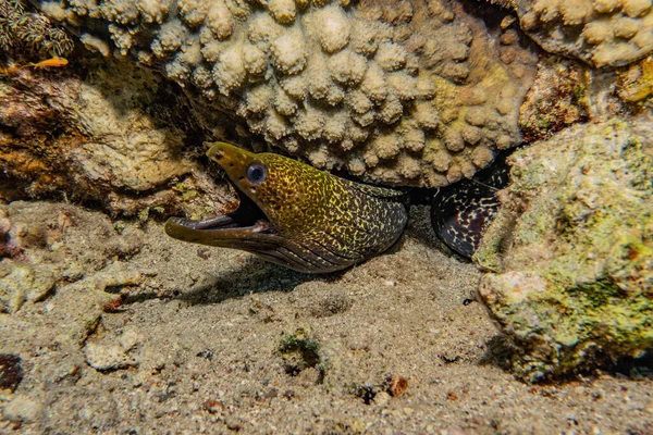 Moray Anguille Mooray Lycodontis Undulatus Dans Mer Rouge — Photo