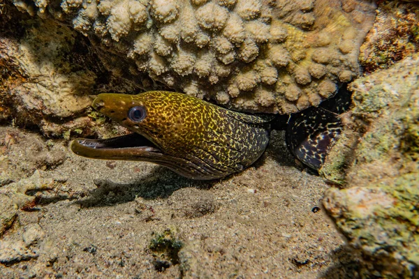 Mooray Lycodontis Undulatus Красном Море — стоковое фото