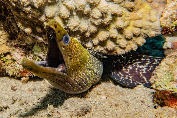 Moray Eel Mooray Lycodontis Undulatus Red Sea — Stock Photo, Image