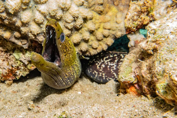 Moray Anguille Mooray Lycodontis Undulatus Dans Mer Rouge — Photo