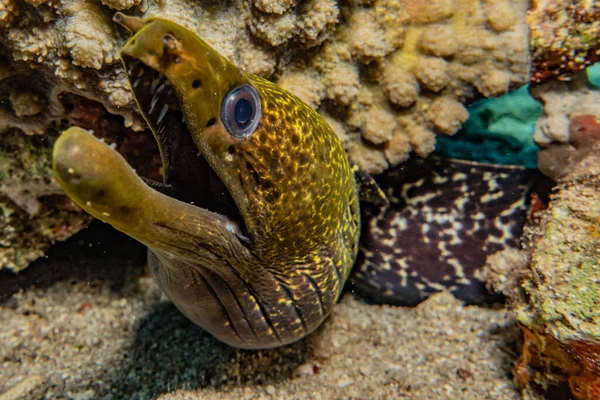 Moray eel Mooray lycodontis Kızıl Deniz 'de dalgalanma