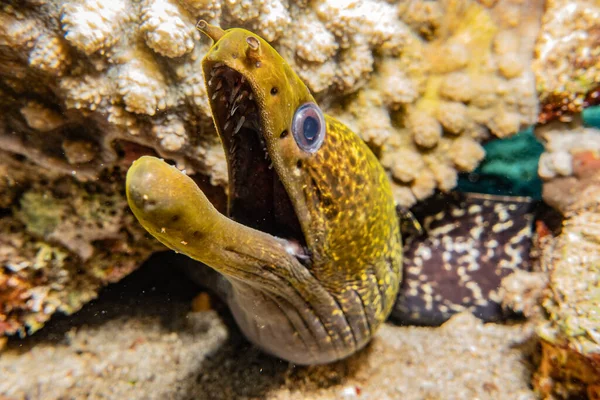 Moray eel Mooray lycodontis Kızıl Deniz 'de dalgalanma