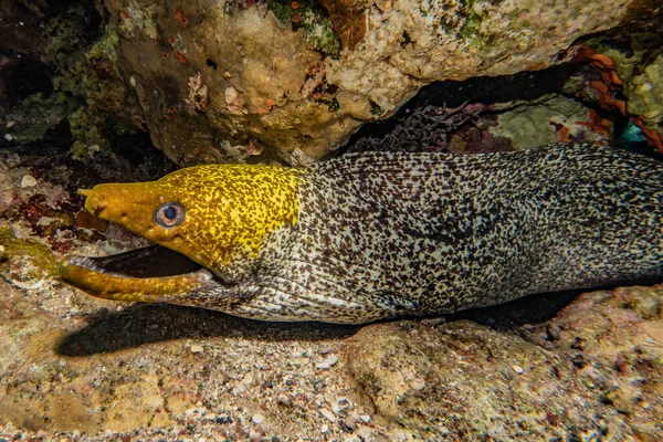 Moray eel Mooray lycodontis Kızıl Deniz 'de dalgalanma
