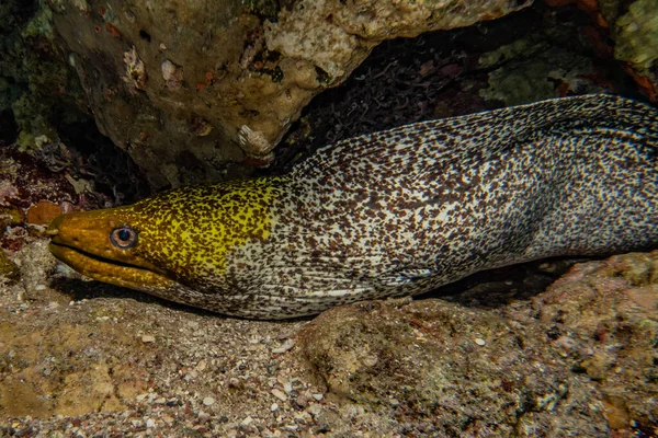 Moray Węgorz Mooray Lycodontis Undulatus Morzu Czerwonym — Zdjęcie stockowe