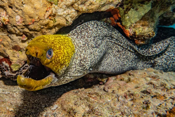 Moray Eel Mooray Lycodontis Undulatus Mar Rojo — Foto de Stock