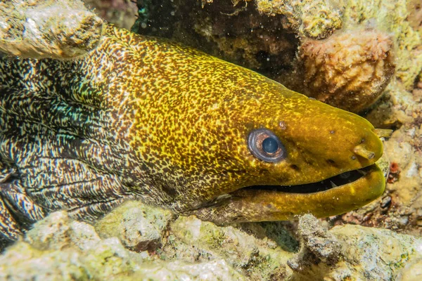 Moray Eel Mooray Lycodontis Undulatus Mar Rojo — Foto de Stock