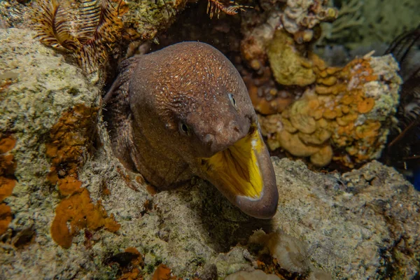 Morängel Mooray Lycodontis Undulatus Röda Havet — Stockfoto