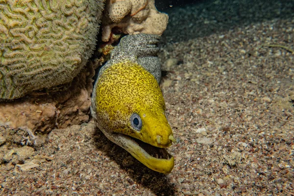 Moray Węgorz Mooray Lycodontis Undulatus Morzu Czerwonym — Zdjęcie stockowe